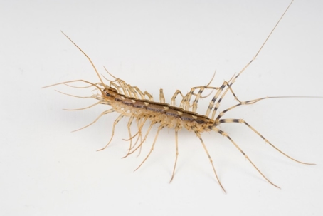 how to get rid of house centipedes