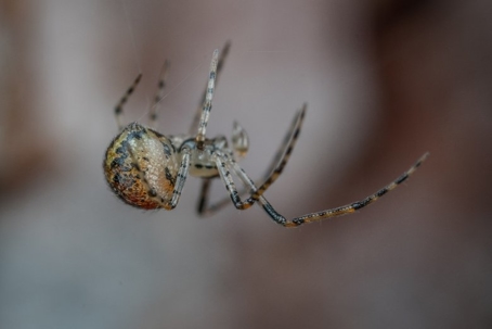 how to get rid of house spiders