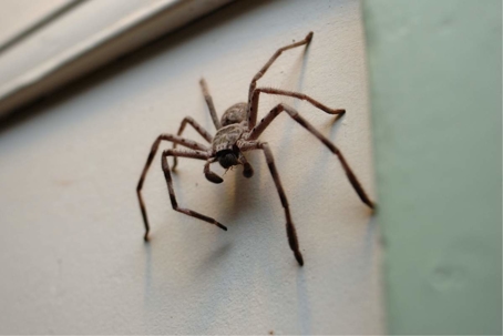 how to get rid of huntsman spiders