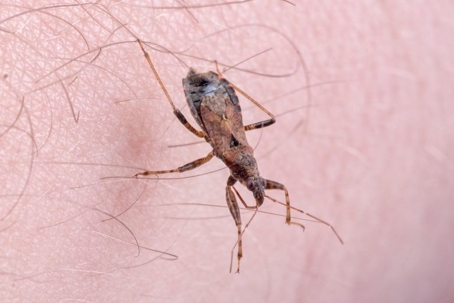 how to get rid of kissing bugs