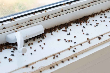 how to get rid of ladybugs