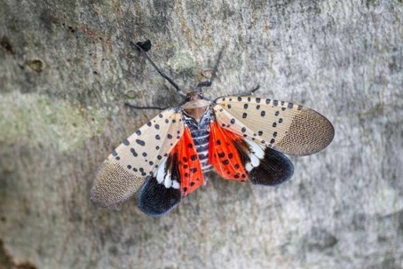 how to get rid of lanternflies