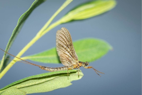 how to get rid of mayflies
