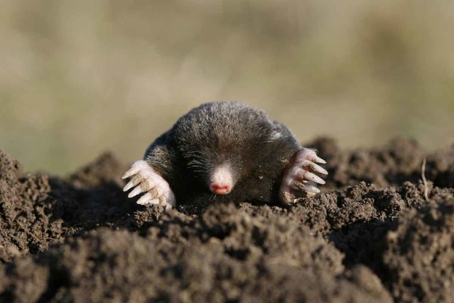 how to get rid of moles