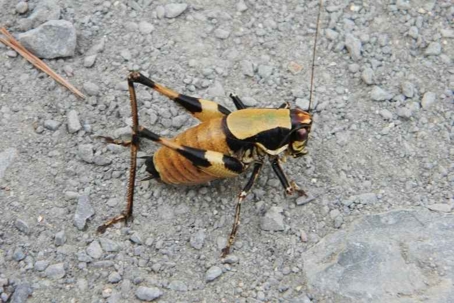 how to get rid of mormon crickets