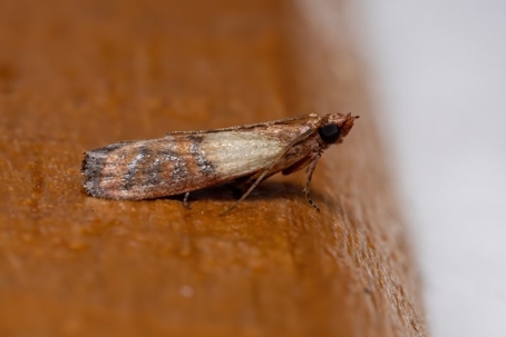 how to get rid of moths