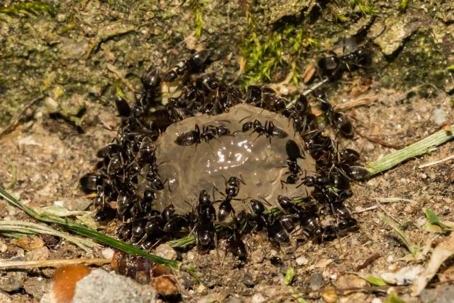 how to get rid of odorous house ants