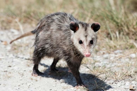 how to get rid of opossums