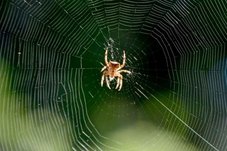 how to get rid of orb weaver spiders