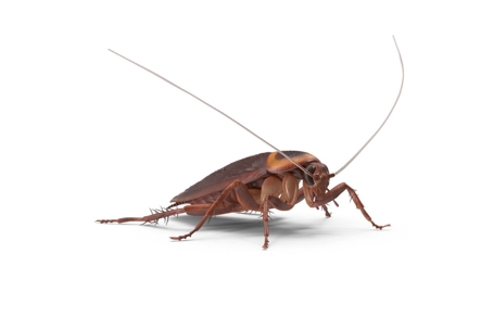 how to get rid of palmetto bugs