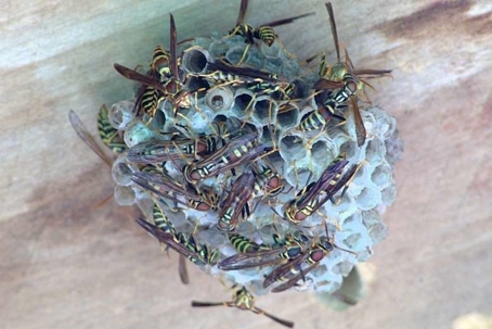 how to get rid of paper wasps