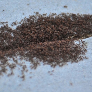 how to get rid of pavement ants
