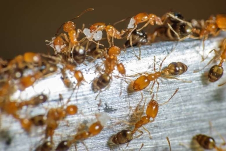 how to get rid of pharaoh ants