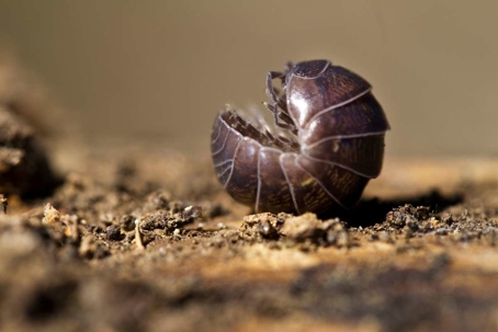 how to get rid of pill bugs