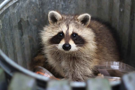 how to get rid of raccoons