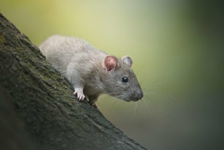 how to get rid of rats