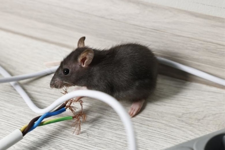 how to get rid of rodents