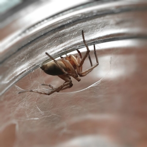 how to get rid of sac spiders