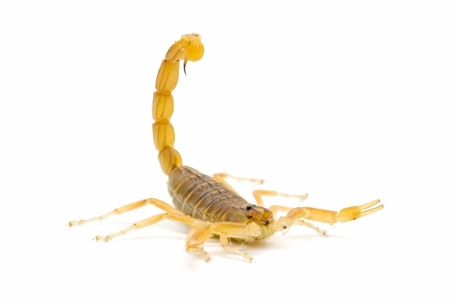 how to get rid of scorpions