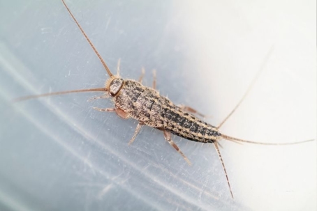 how to get rid of silverfish