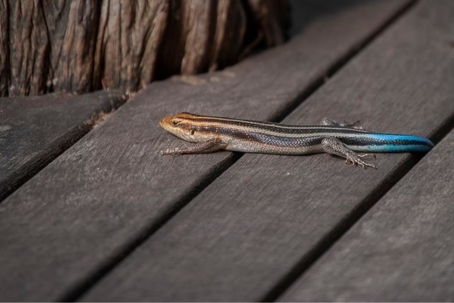 how to get rid of skinks