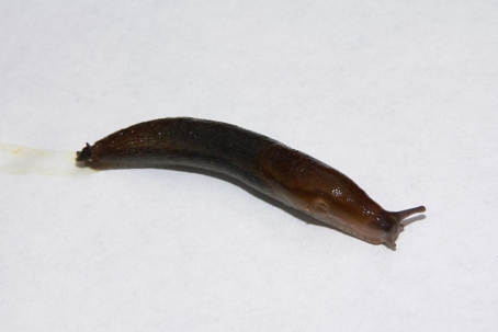 how to get rid of slugs