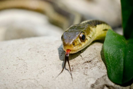 how to get rid of snakes