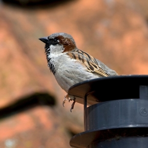 how to get rid of sparrows