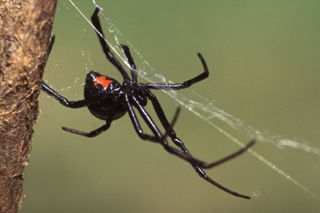 how to get rid of spiders