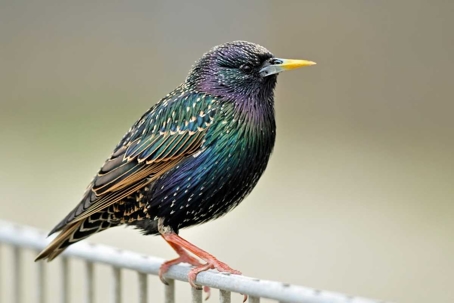 how to get rid of starlings