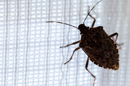 how to get rid of stink bugs