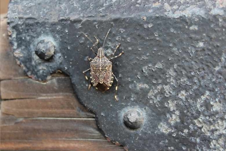 how to get rid of stink bugs