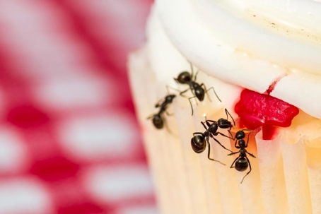 how to get rid of sugar ants