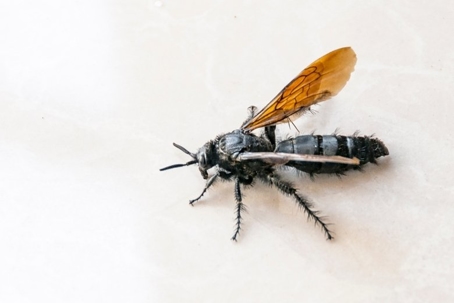 how to get rid of tarantula hawk wasps