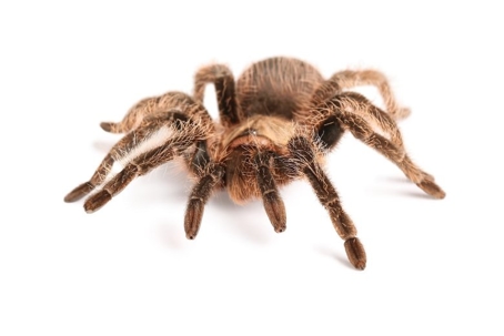 how to get rid of tarantula spiders