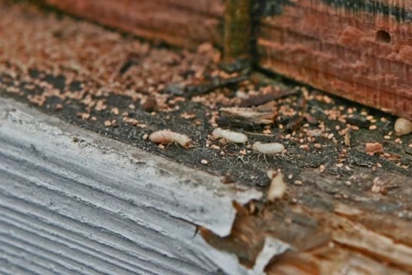 how to get rid of termites