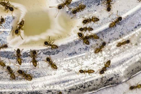 how to get rid of thief ants
