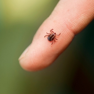 how to get rid of ticks