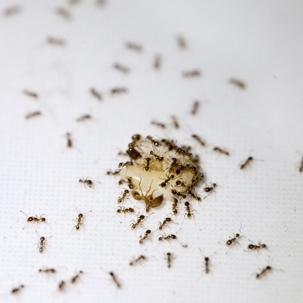 how to get rid of tiny ants in your kitchen