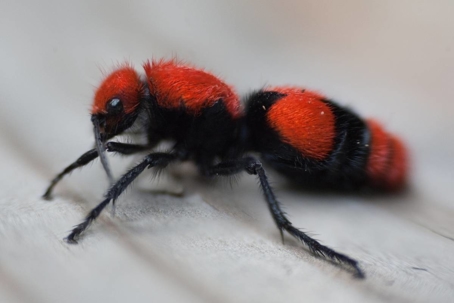 how to get rid of velvet ants