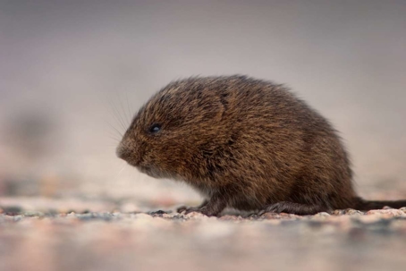 how to get rid of voles