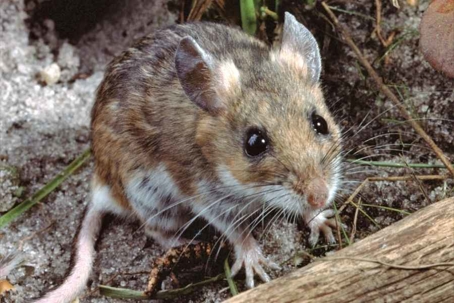 how to get rid of white footed mice