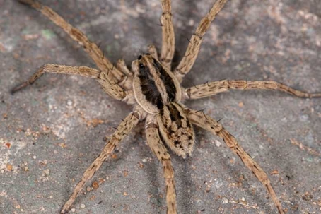 how to get rid of wolf spiders