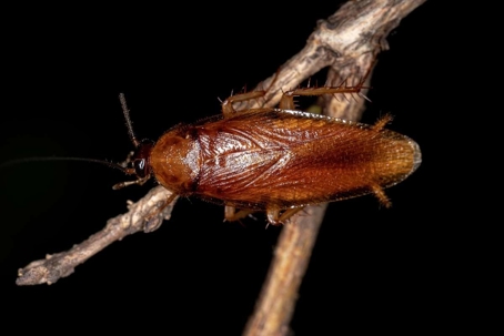 how to get rid of wood cockroaches