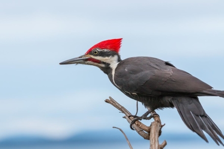 how to get rid of woodpeckers