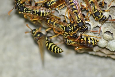 how to get rid of yellowjackets