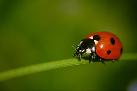 ladybug damage
