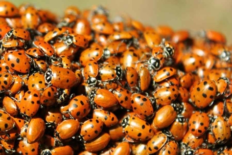 ladybug infestation