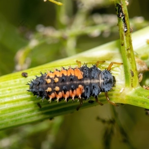 ladybug larva