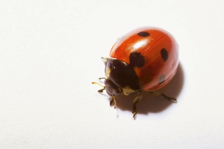 ladybug traps